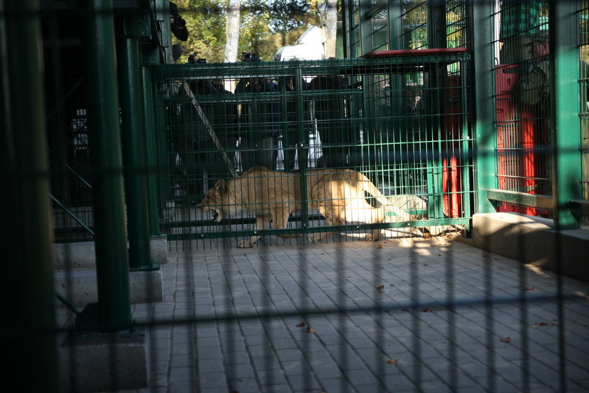 W gdańskim zoo znowu zamieszkały lwy