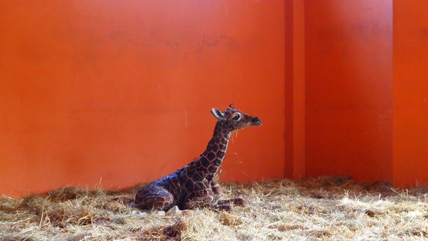 Narodziny w śląskim zoo