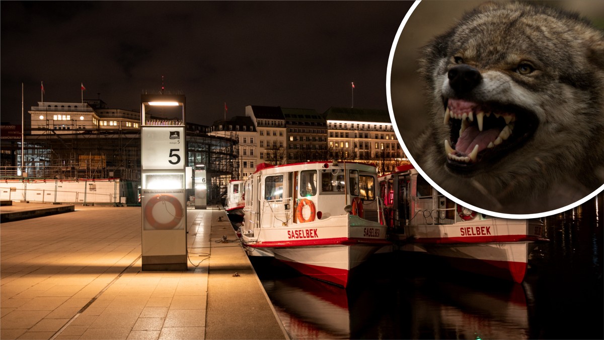 Pierwszy taki przypadek od dekad. Drapieżnik zaatakował w sercu miasta