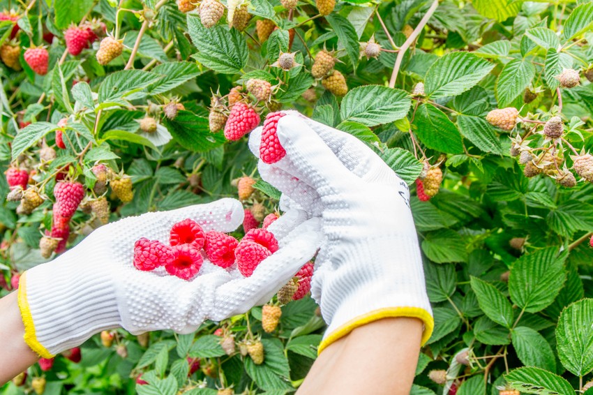 Deo asortimana nastaje i od ariljskih malina