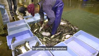 The Japanese eat 10,000 tons of fugu each year. Here's what makes the poisonous pufferfish so expensive.