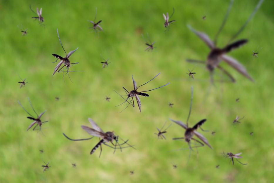 Semmit nem használt, nem evett direkt olyan ételeket, mégsem csípte meg sose a szúnyog: ez az oka fotó: Getty Images
