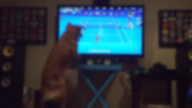 Na ścianie: psy i tenis