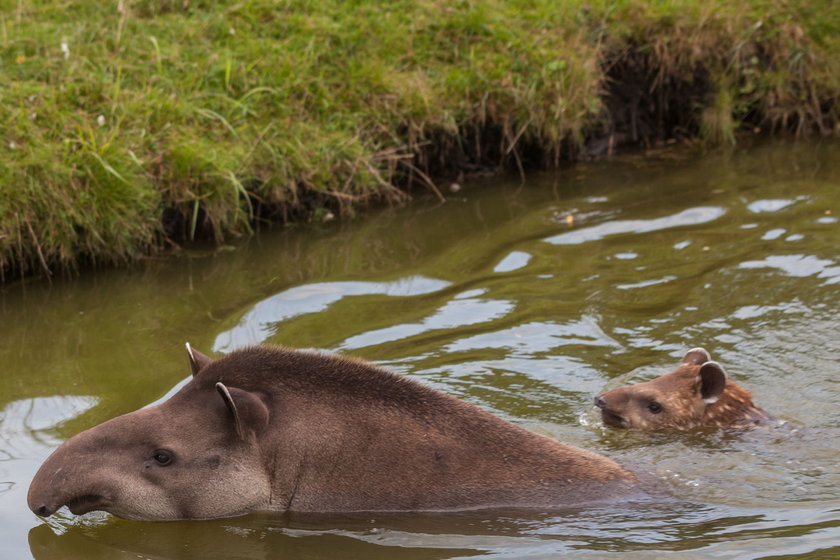 Tapiry kąpiące się w zoo