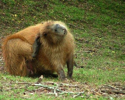 Galeria Argentyna - Delta rzek Parany i Urugwaju, fauna, obrazek 43