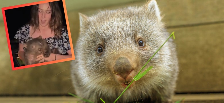 Skandal w Australii. Turystka zabrała wombata i uciekła. Teraz ma problemy