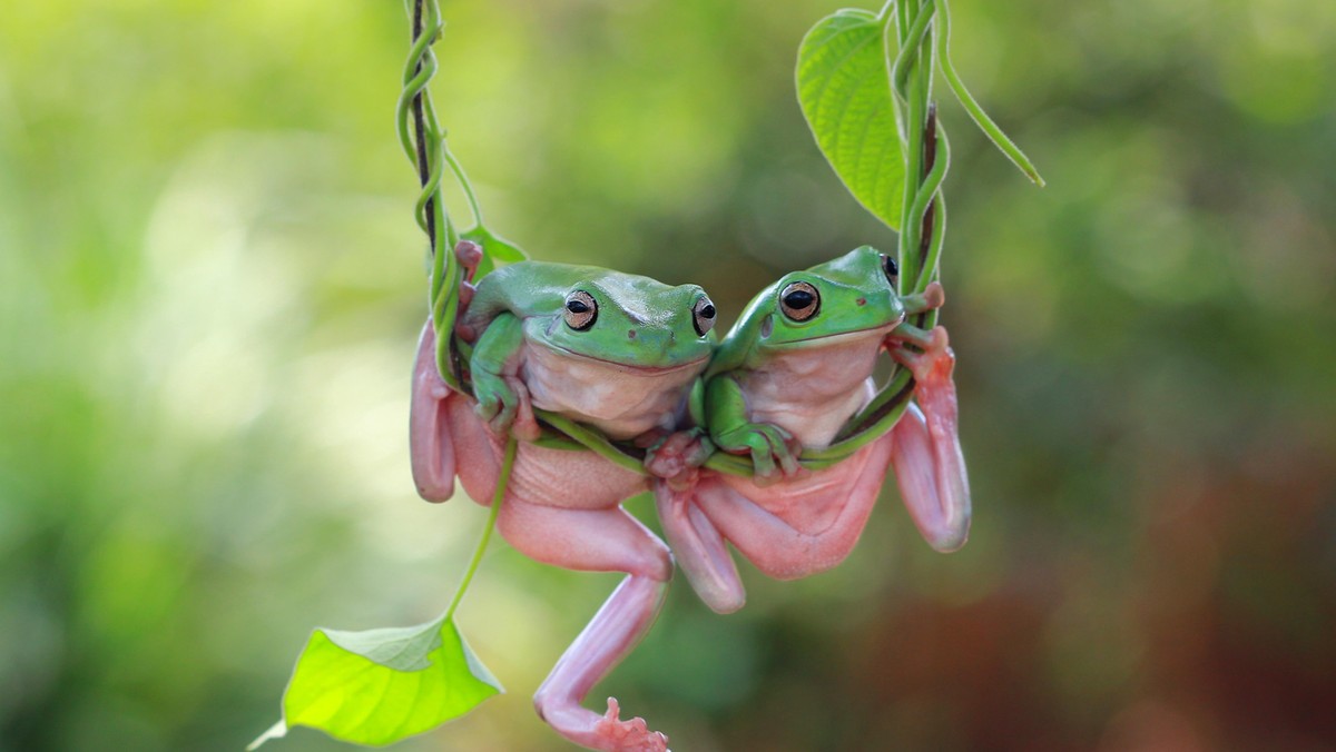 Two Dumpy frogs on a plant, Indonesia