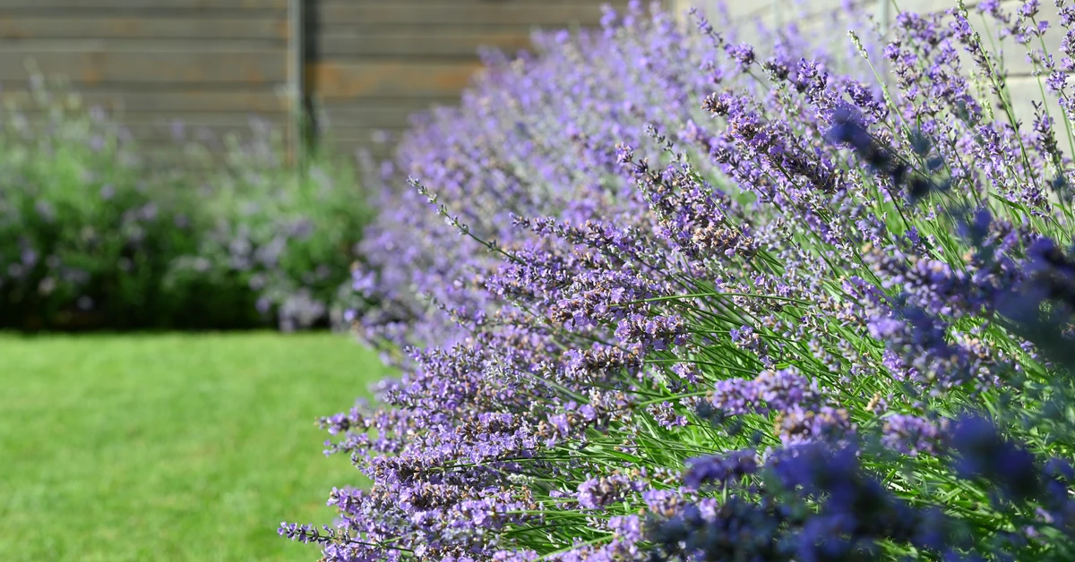 Kiedy ścinać lawendę? Jak przyciąć lawendę latem, by zachwycała kwitnieniem i formą?