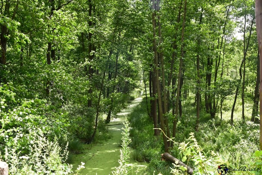 Biebrzański Park Narodowy 