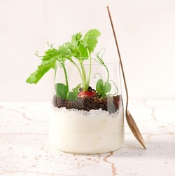 Dzień Serka Wiejskiego! Warto go jeść nie tylko na śniadanie [PRZEPISY]