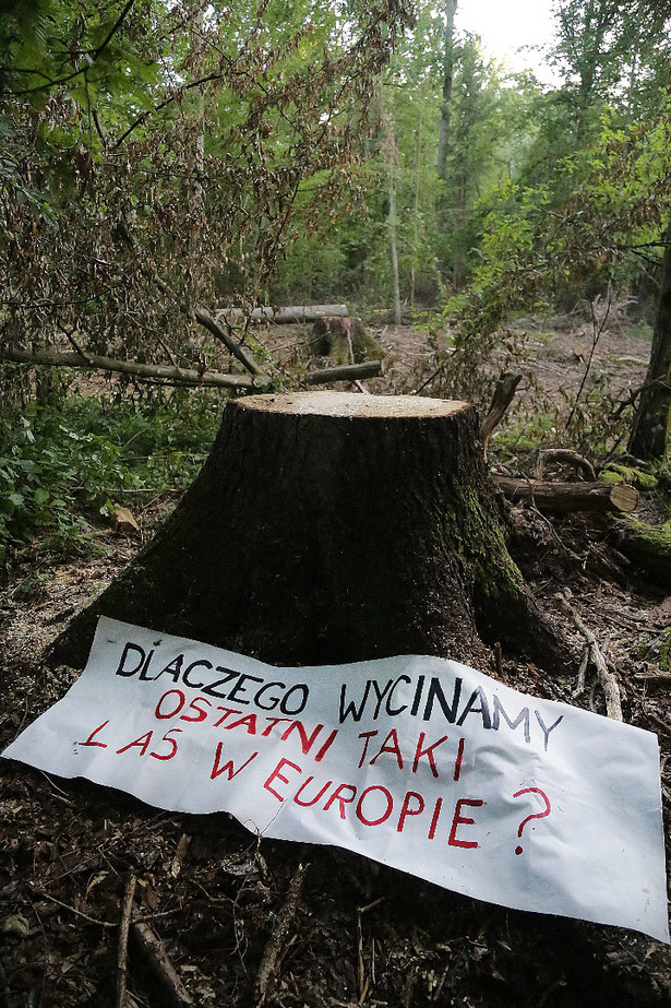 Komisja Europejska przesłała do Trybunału Sprawiedliwości UE wniosek o nałożenie na Polskę kar finansowych za niezastosowanie się do lipcowej decyzji o natychmiastowym nakazie wstrzymania wycinki w Puszczy Białowieskiej