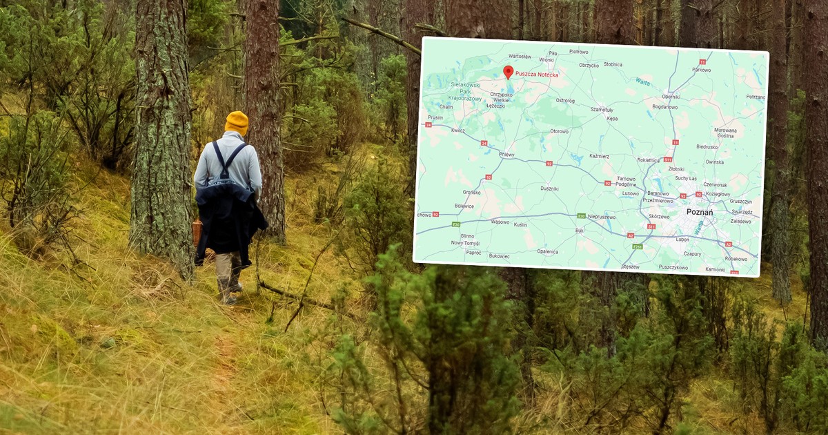 "Ten okaz bije wszystkie rekordy". Pani Olga znalazła w lesie prawdziwego giganta