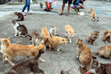 Aoshima - Wyspa Kotów w Japonii