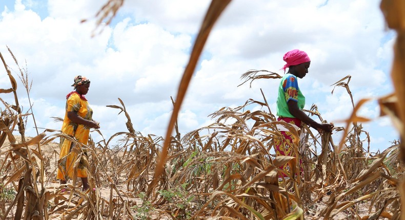 A withered maize crop field in Kenya