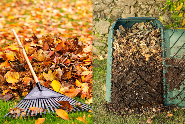 Prosty przepis na kompost z jesiennych liści: Jest idealny do zakwaszania gleby
