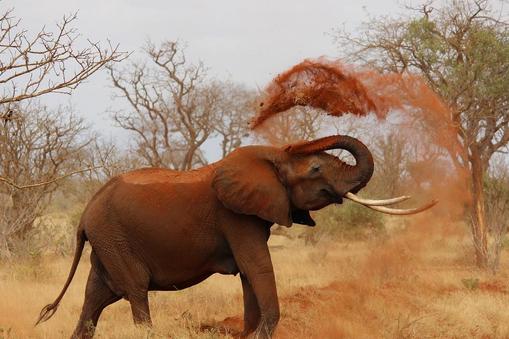 słoń, Kenia