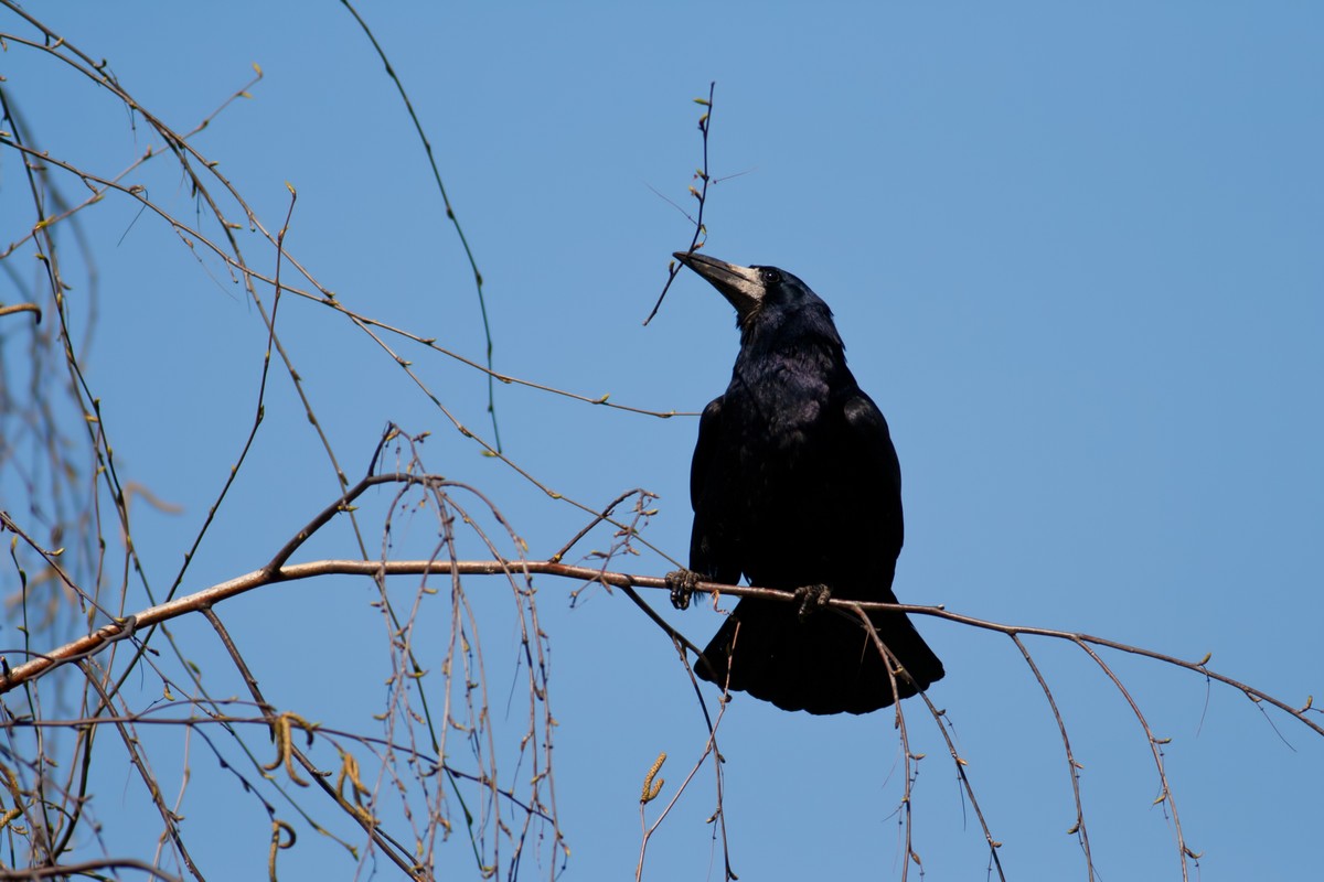 Gawron, ptak, gałąź