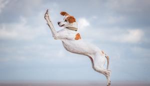 Vera Faupel's dog appeared to fly through the air in this photo titled Dancing Queen.