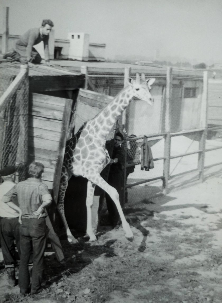 Chorzów. Śląski Ogród Zoologiczny ma 60 lat