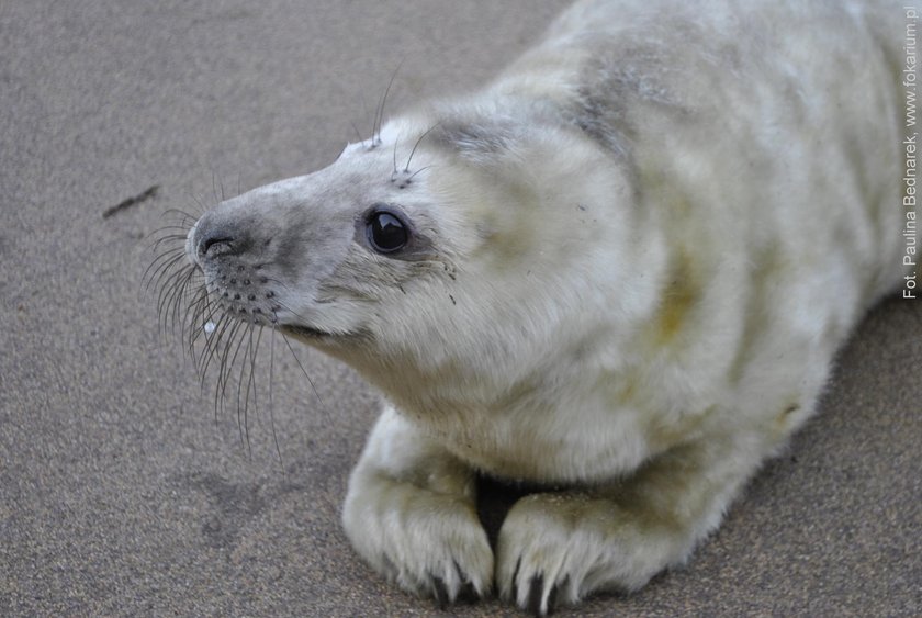 foka Neptun