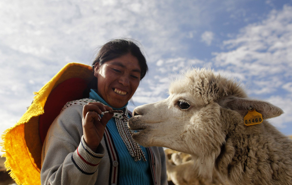 Shepherds Julian and Felipa Rojo catch alpacas for a routine check-up at a range in the Andean community of Upis at the highlands of Cuzco