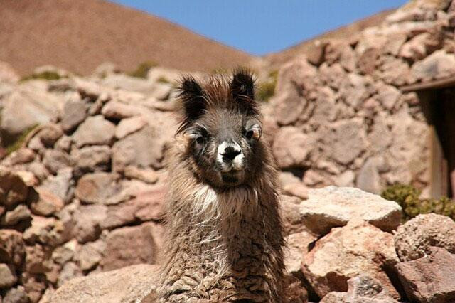 Galeria Chile - Atacama, obrazek 58