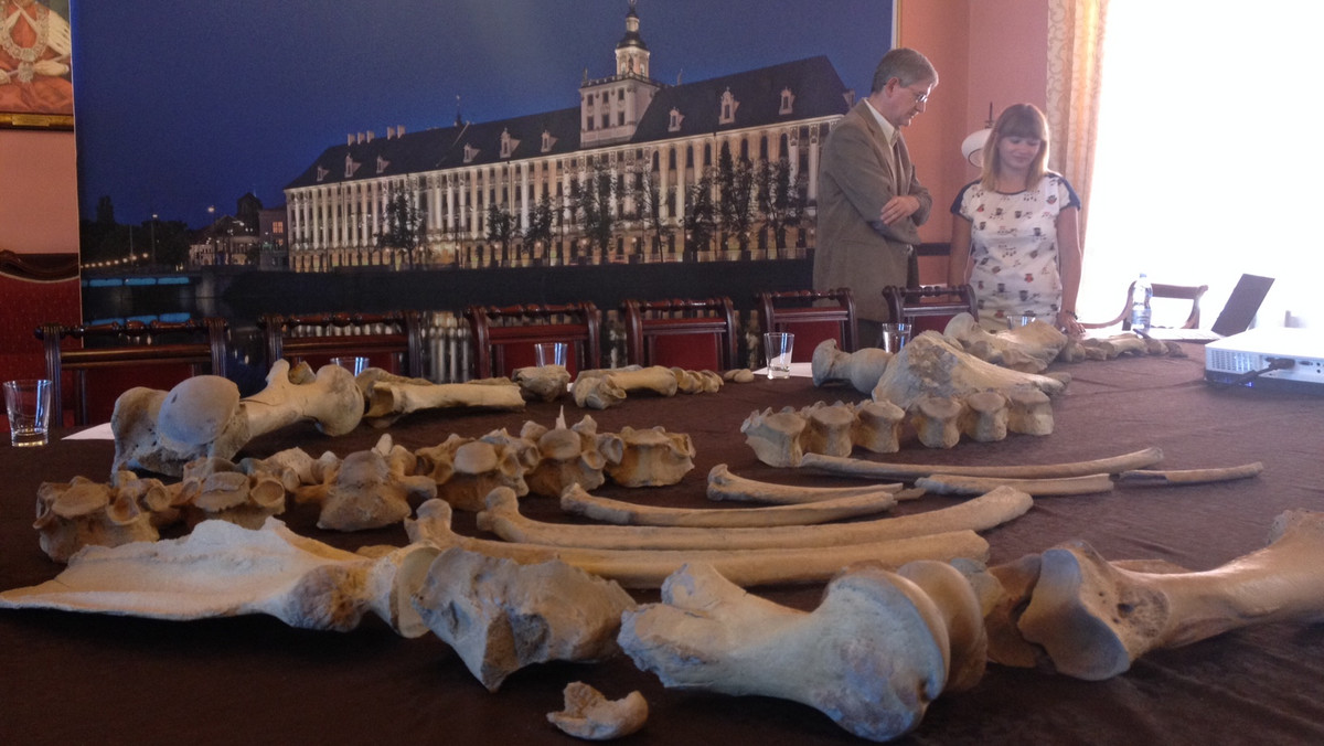 Niemal kompletny szkielet nosorożca sprzed ponad 100 tys. lat zaprezentowano w środę na Uniwersytecie Wrocławskim. Według naukowców to pierwszy w Polsce tak kompletny szkielet wymarłego rodzaju Stephanorhinus.