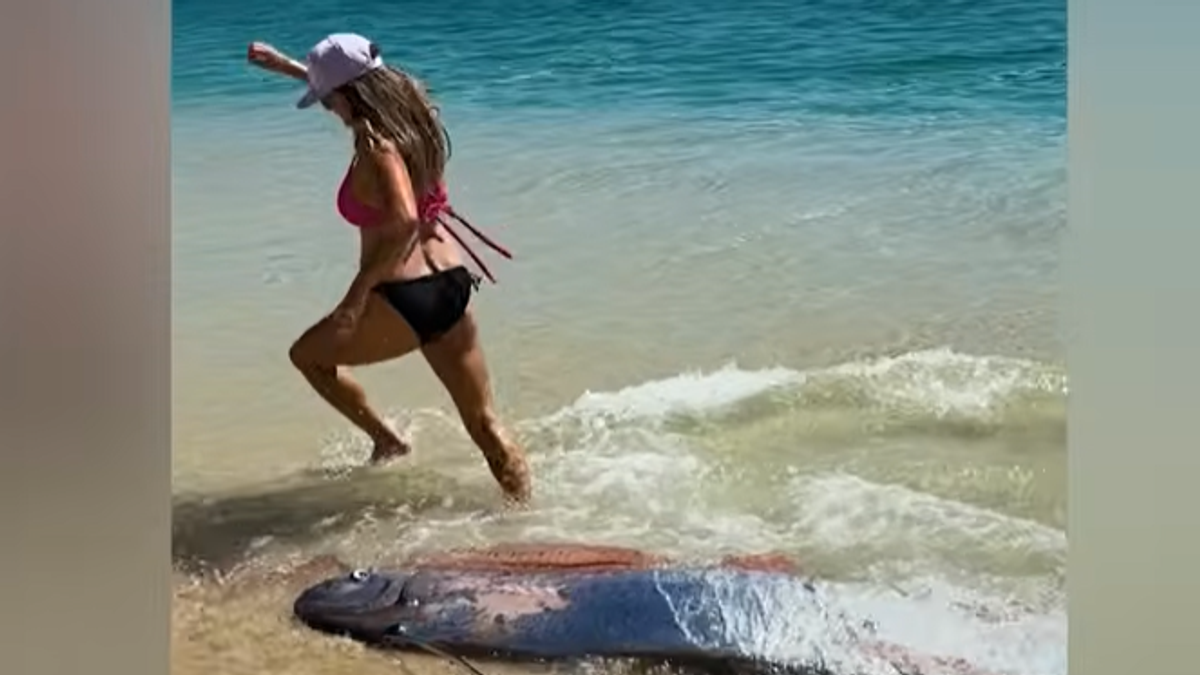 (VIDEO) DA LI JE OVO ZNAK DA STIŽE APOKALIPSA?! U luksuznom letovalištu pojavile se životinje SUDNJEG DANA, nastala  PANIKA Kép