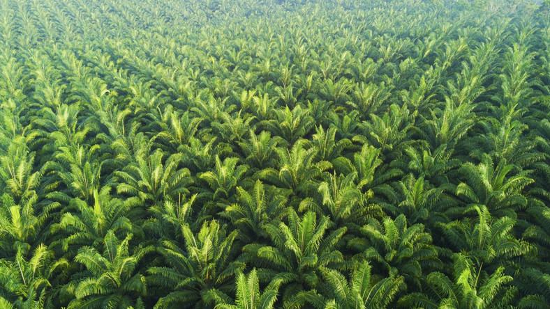 Plantacja oleju palmowego