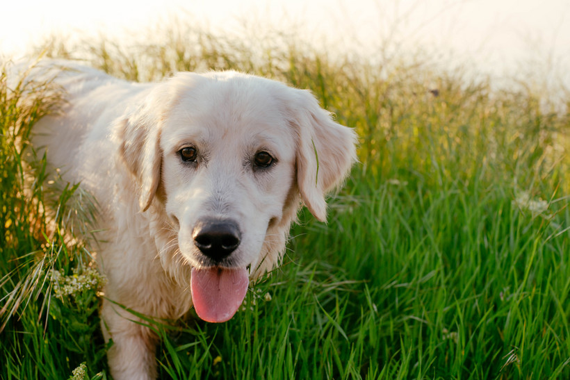 Psy zostały wytresowane tak, by siadać, kiedy poczują zapach kojarzony z koronawirusem
