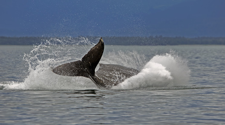 Tizenöt kilogramm műanyagot találtak egy bálna testében/Fotó: Northfoto