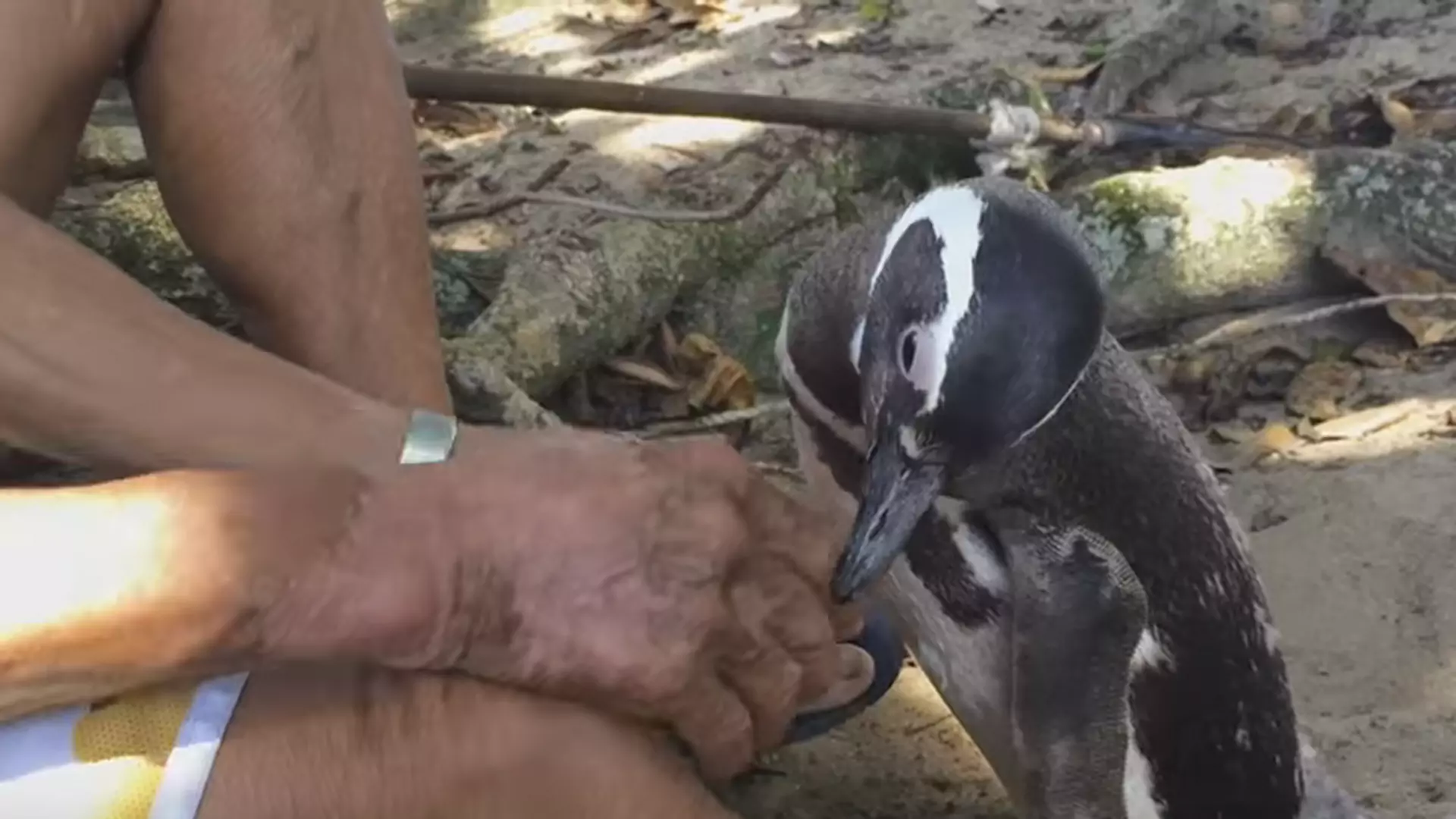 Pingwin przepływa 8 tys. kilometrów, żeby spotkać się z człowiekiem, który go uratował