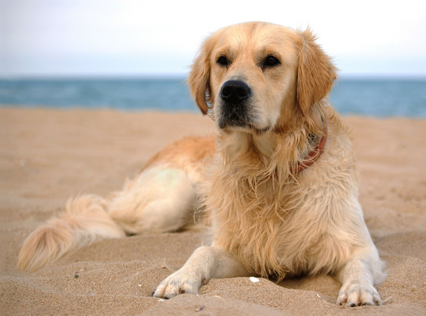 golden retriever labrador