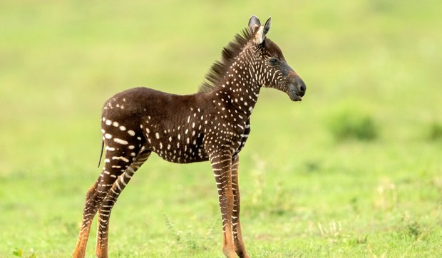 Kenija zebra