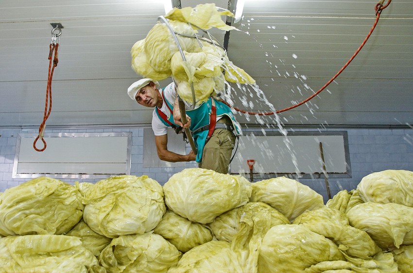 Pravo je vreme za stavljanje kupusa u bure ili kacu