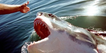 Here are the most common ways sharks attack and how to survive — and avoid  — them