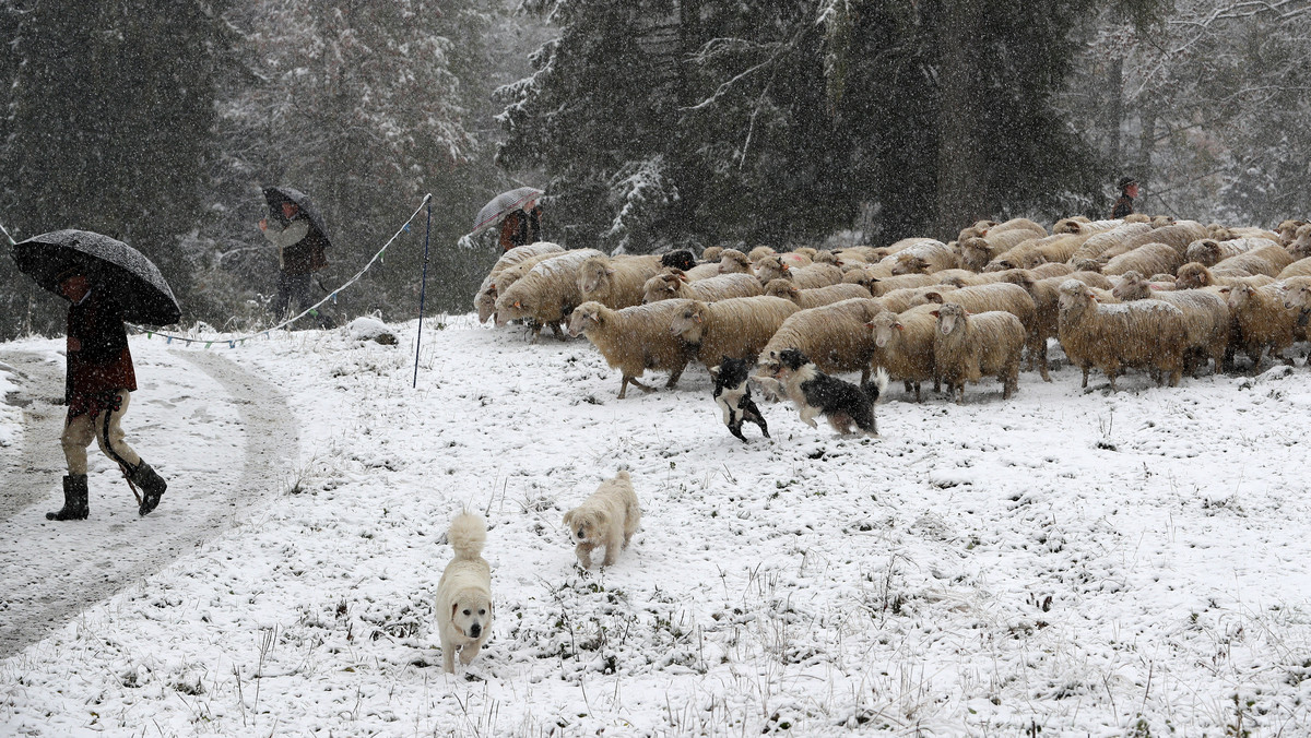 Zima zaatakowała w Zakopanem