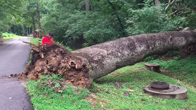 An aged tree fell on the bus along the Calabar Murtala Mohammed highway [Mountvernon]