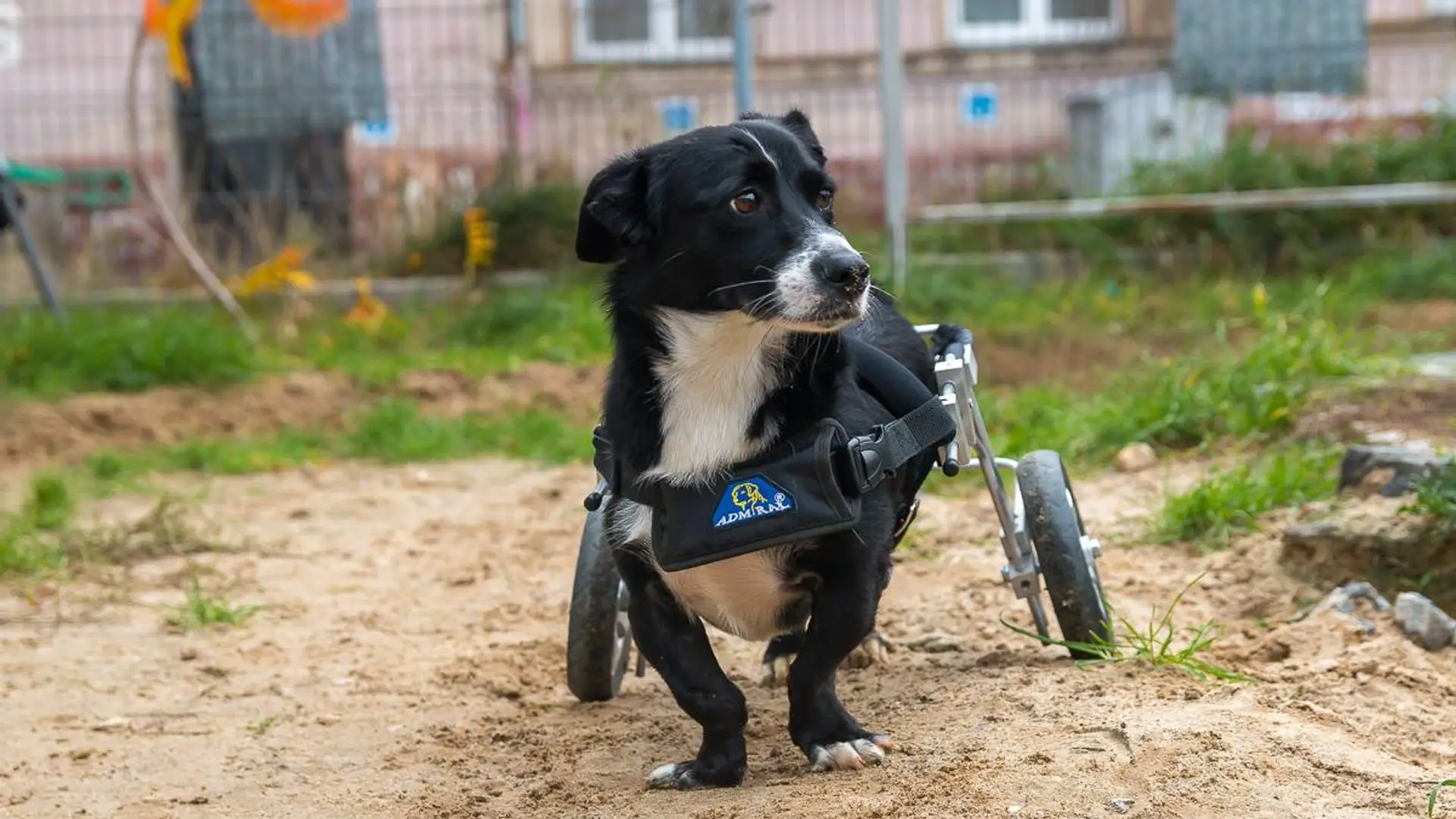 Psy i koty szukają domów na opakowaniach diety pudełkowej. Zjedz i zaadoptuj