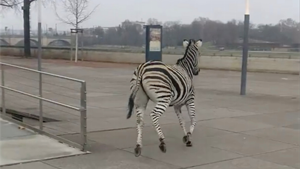 Zebra Drezno