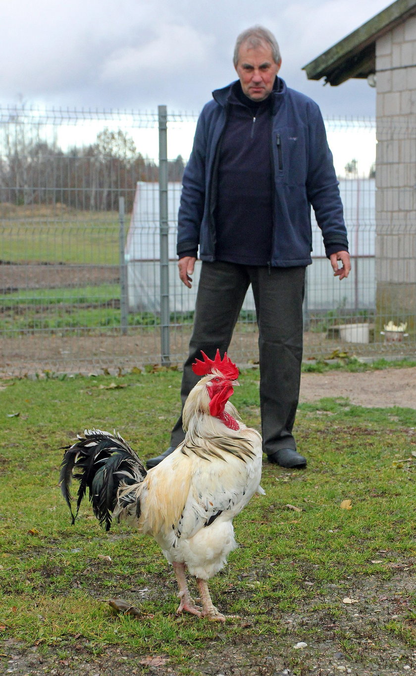 Panie koguta z gospodarstwa pana Jana roznosi się na trzy kraje