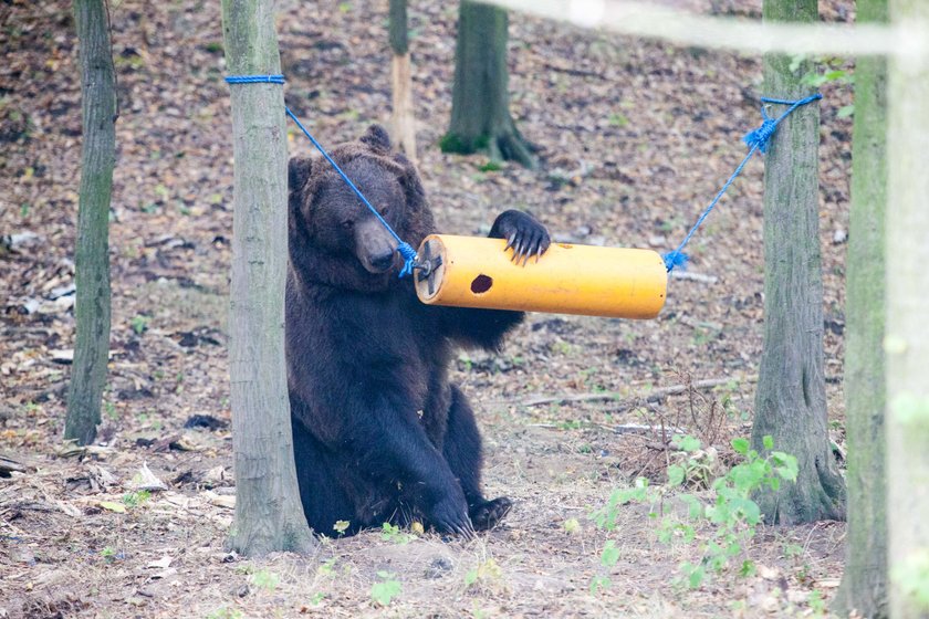 Nowa zabawka niedźwiadków w zoo