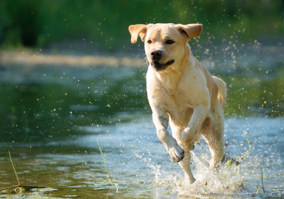 Labrador to jeden z najbardziej popularnych psów rodzinnych - Damiano/stock.adobe.com