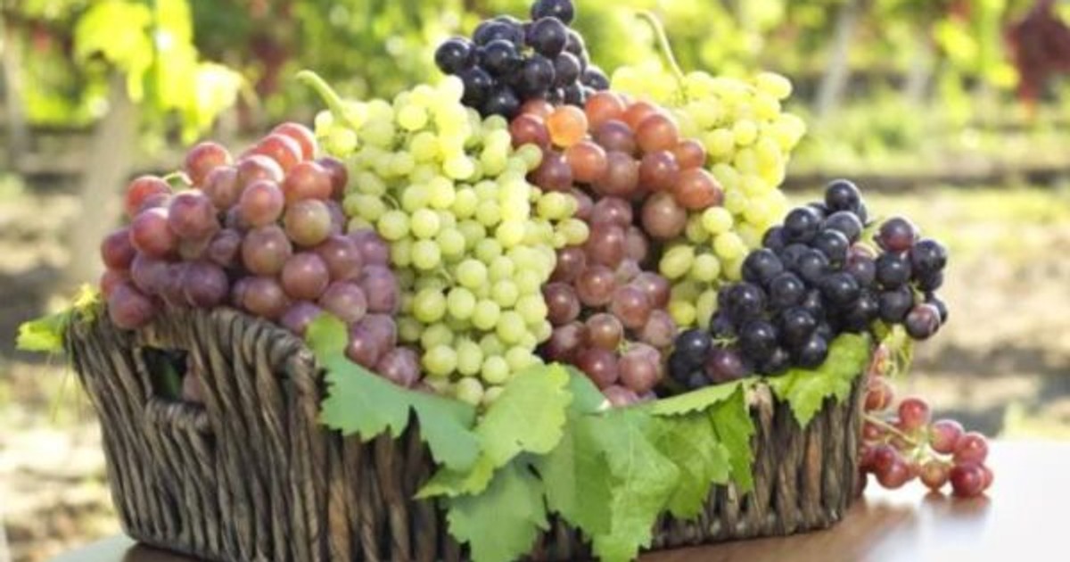 5 incredible health benefits of Grapes Pulse Ghana