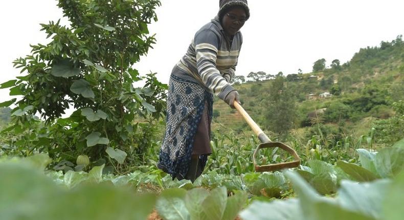 Small-scale farmers produce 80 percent of the food supply in sub-Saharan Africa and Asia