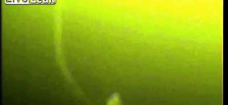 Kreatura z głębin nagrana na wideo