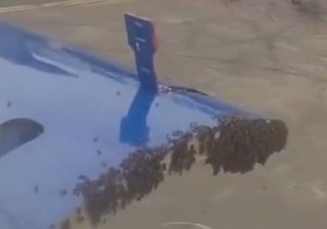 Roj pčela sleteo na vrata aviona