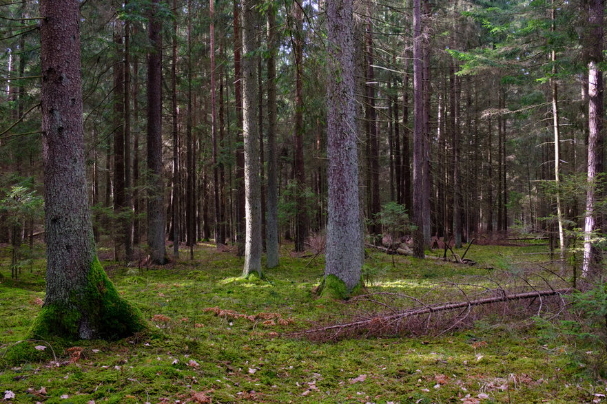 Takie lasy będą znikać z Polski.