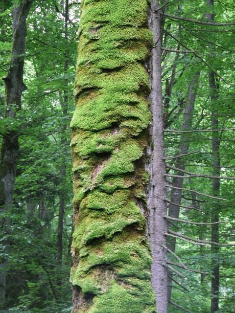 Galeria Polska - Puszcza Białowieska zagrożona?, obrazek 16