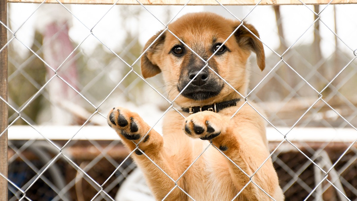 Akcja tymczasowych adopcji psów w Krakowie. Mieszkańcy przygarnęli ich ponad sto